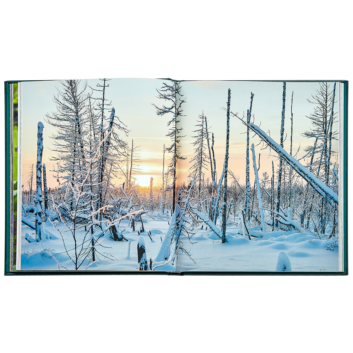 The Hidden Life of Trees Bonded Leather