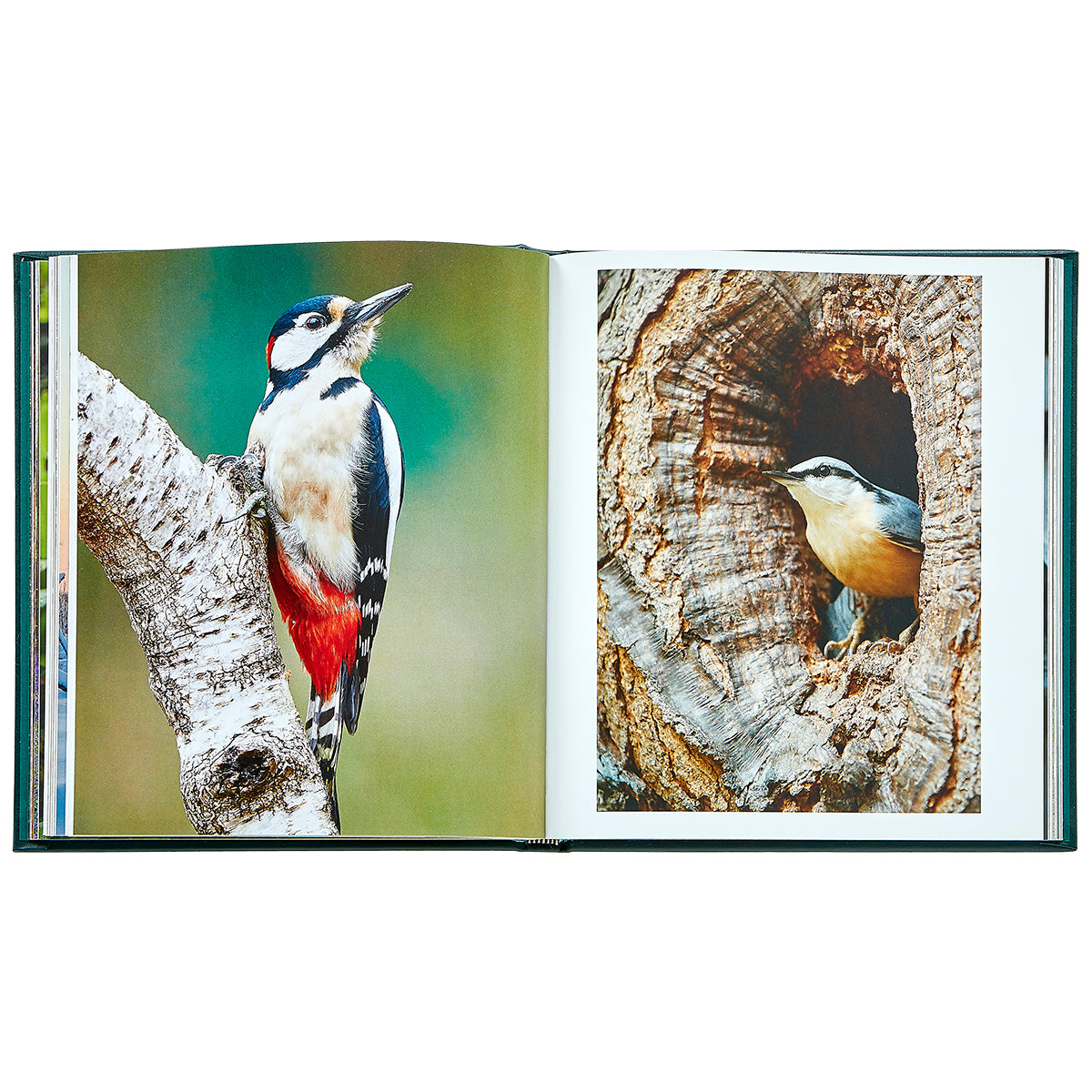 The Hidden Life of Trees Bonded Leather