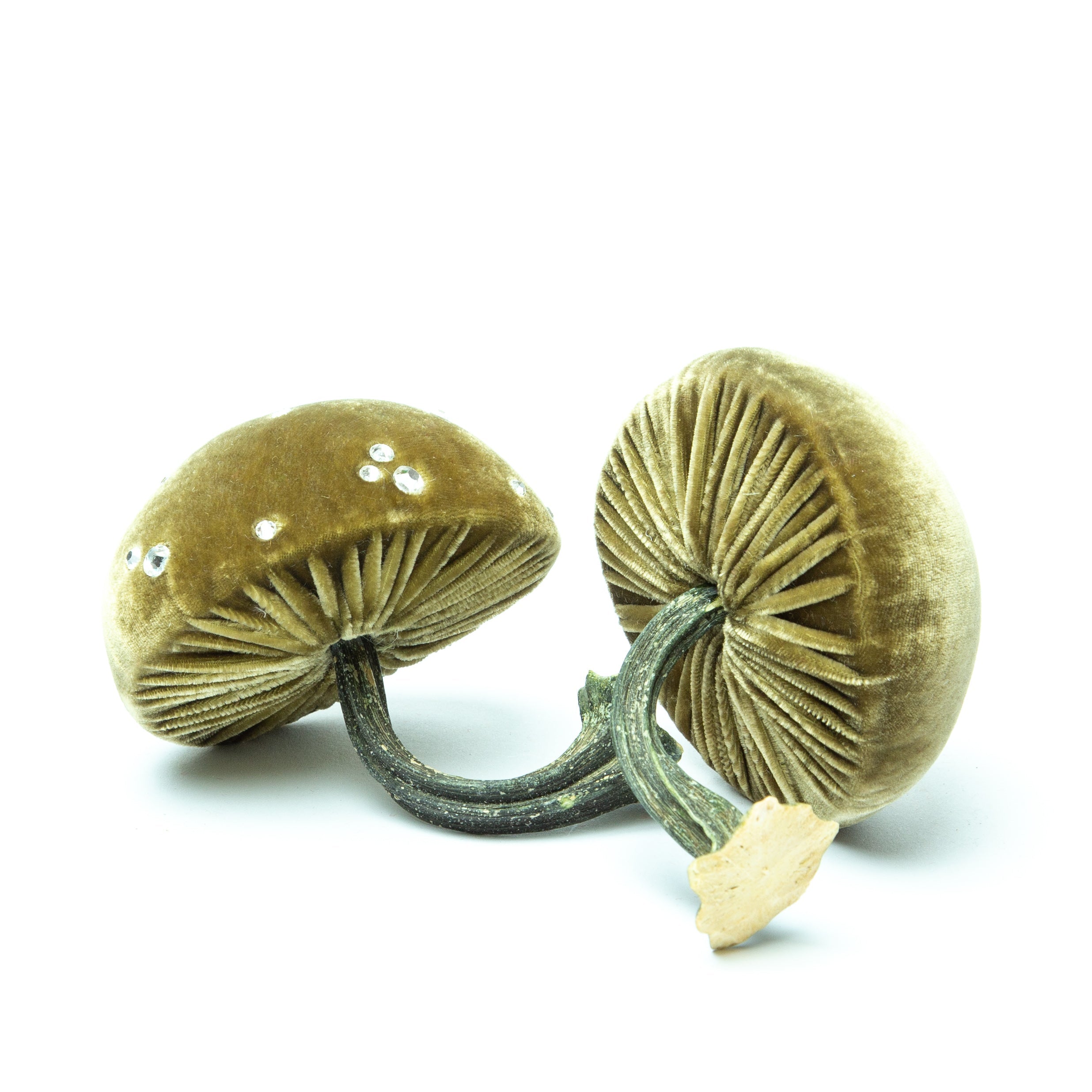 Small Celery Mushrooms