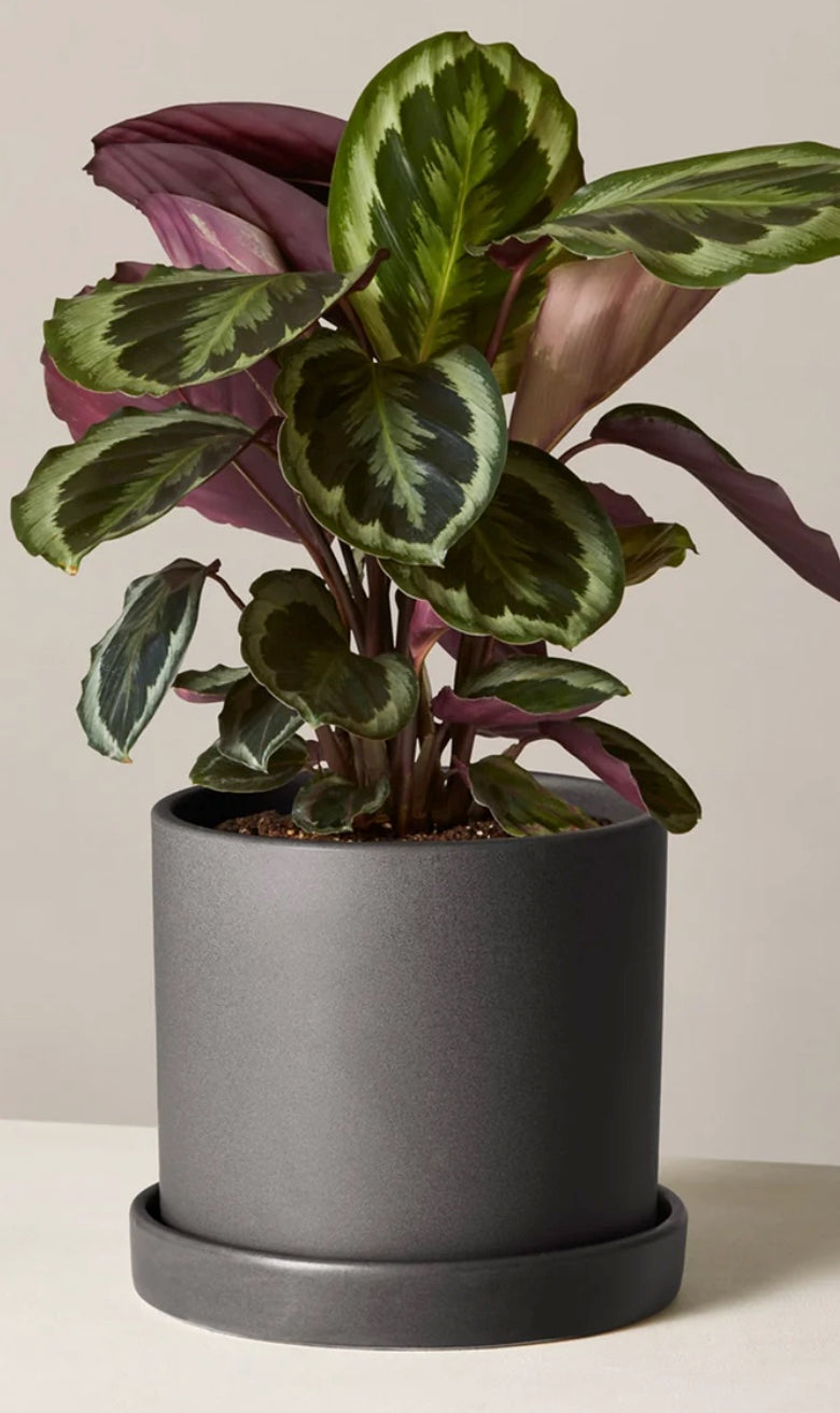 Calathea Medallion in Hyde Pot