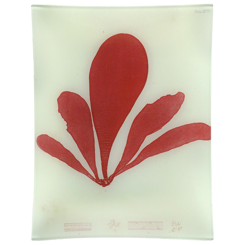 #9 Seaweed (XCVI) Tray