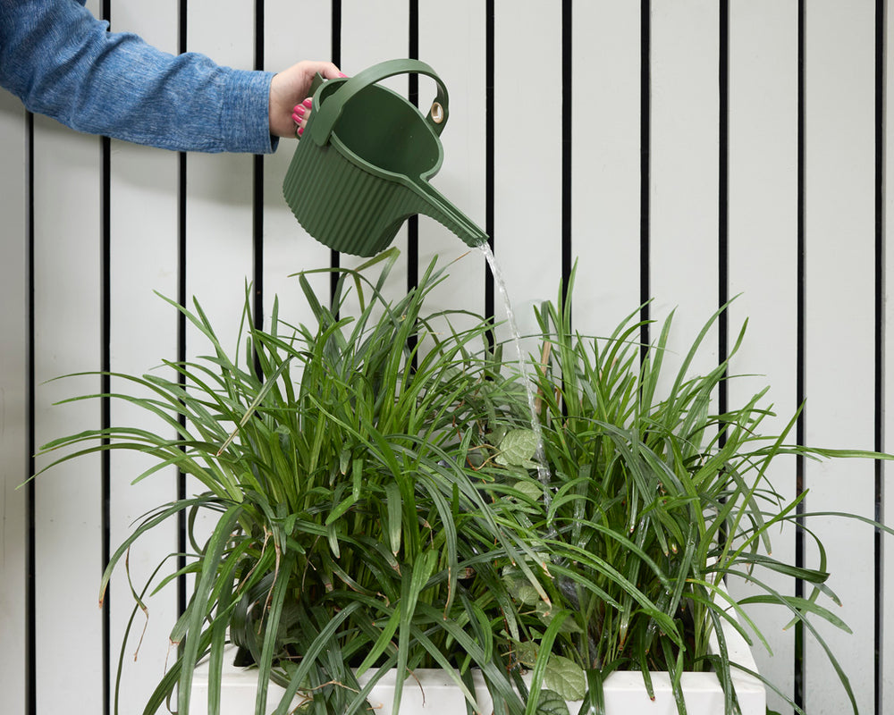 Hachiman Garden Beetle Watering Can Small in Garden Green