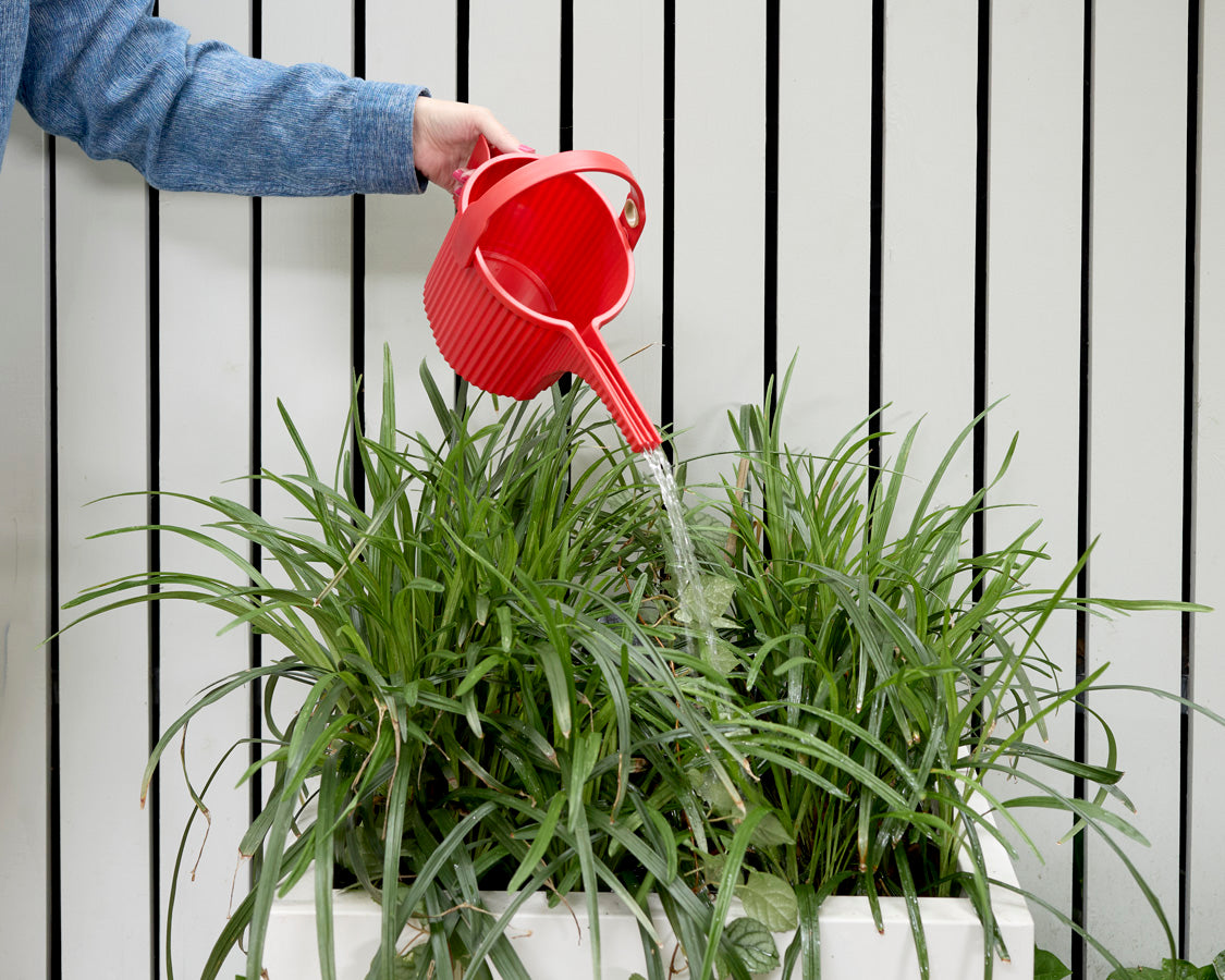 Hachiman Garden Beetle Watering Can Small in Red
