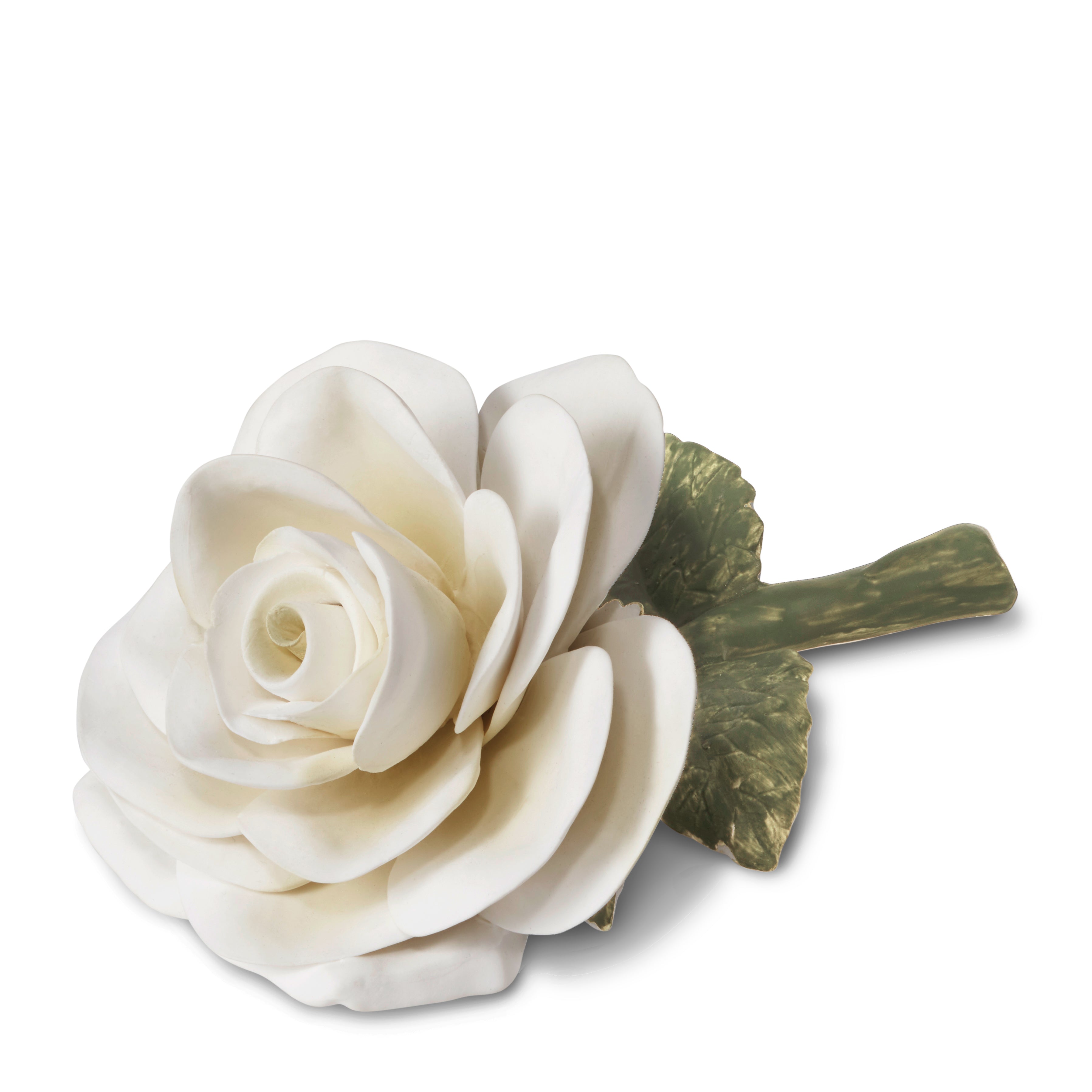 Porcelain Rose in Cream