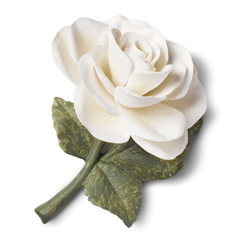 Porcelain Rose in Cream