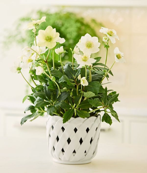 Aria Small Cachepot