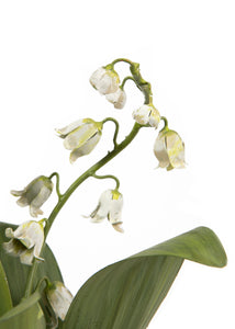 Tole Flower Multi-Stem Lily Of The Valley