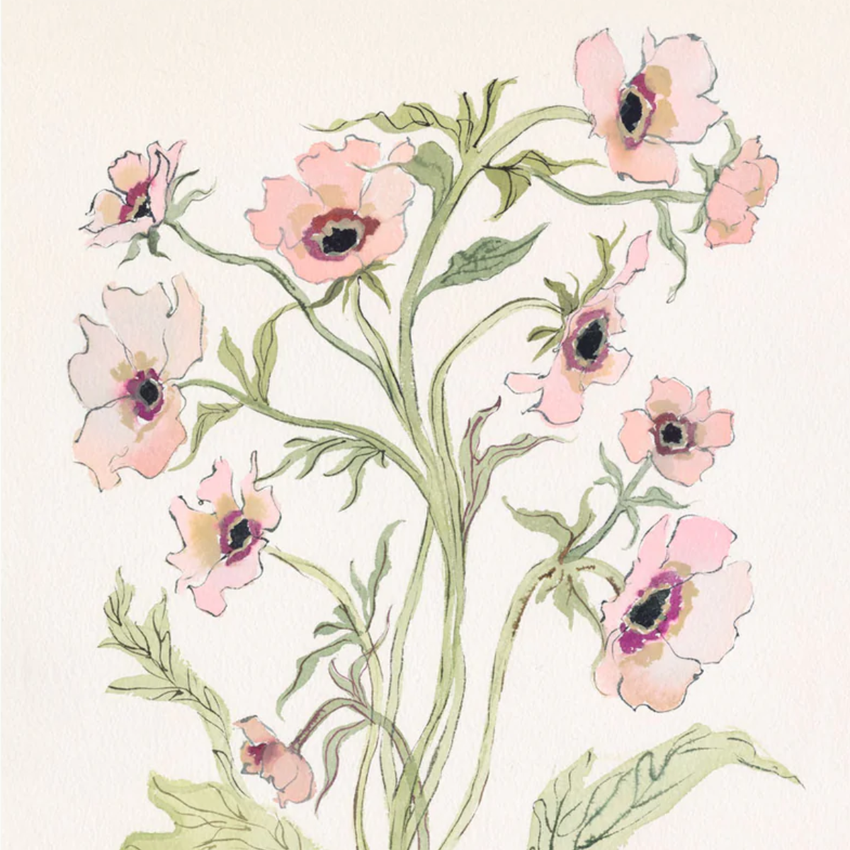 Botanical Print: Slipper & Sage