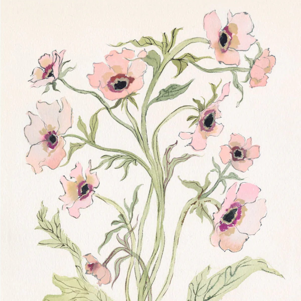 Botanical Print: Slipper & Sage