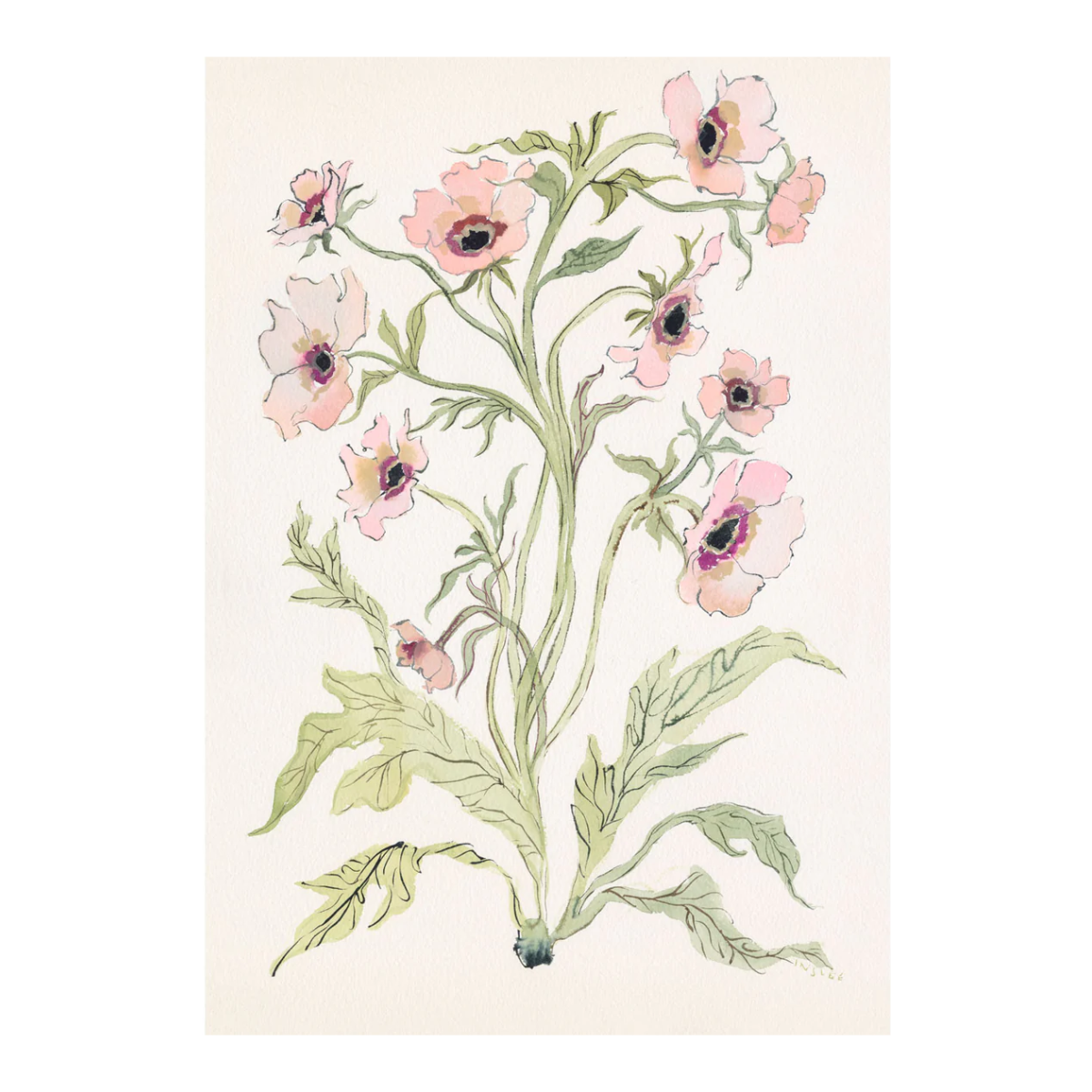 Botanical Print: Slipper & Sage