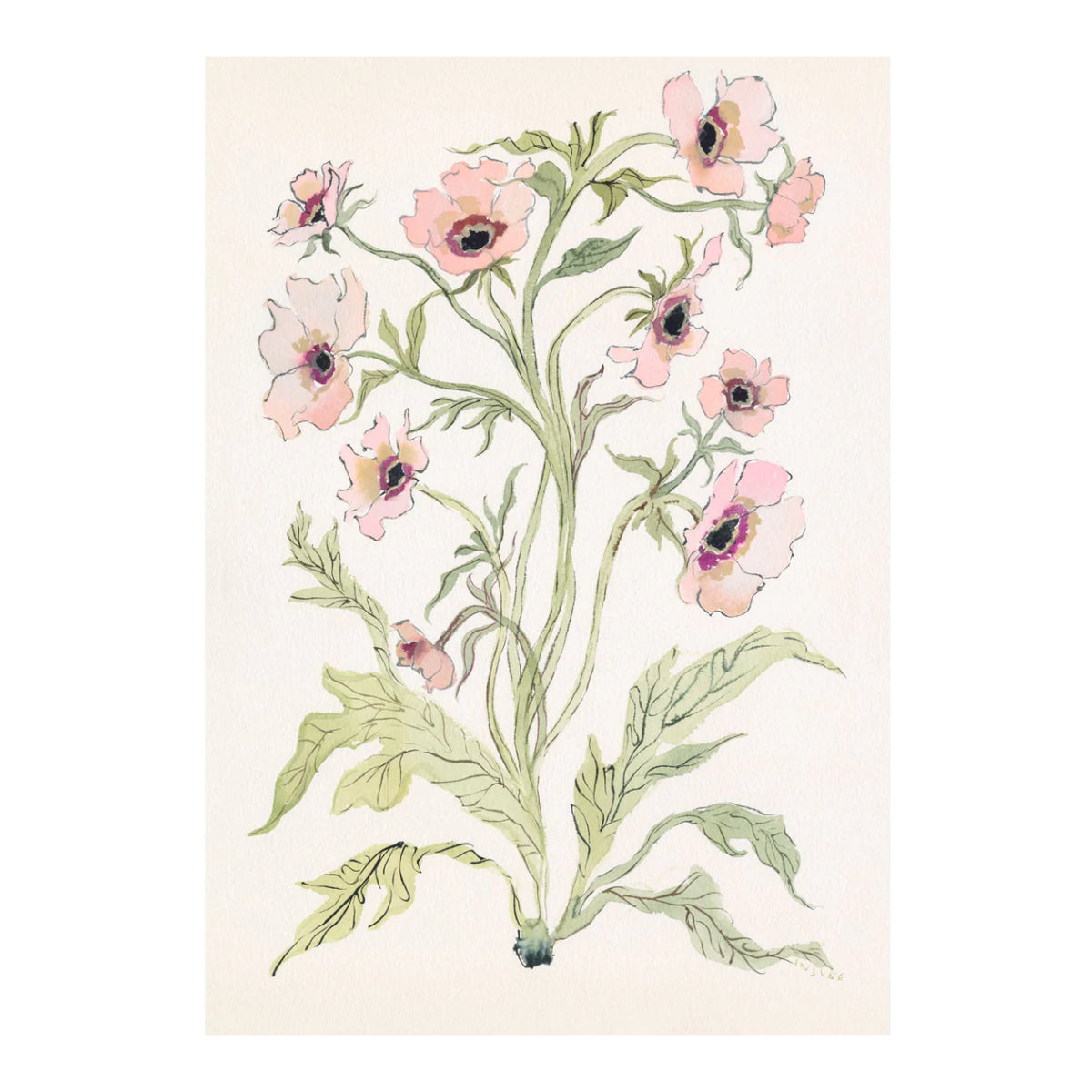 Botanical Print: Slipper & Sage