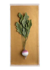 Large Vegetable Study Turnip On Gilded Linen