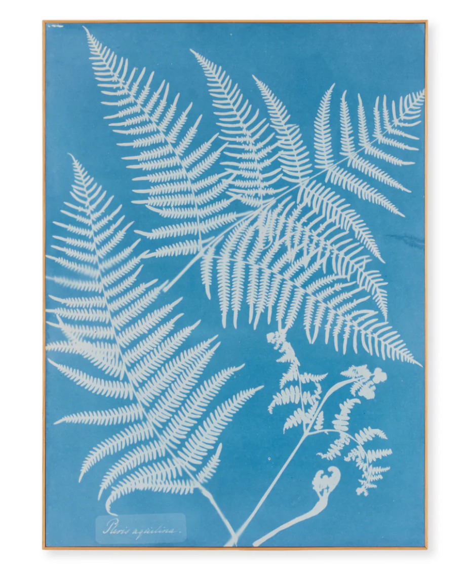 Anna Atkins Pteris Aquilina Framed Print