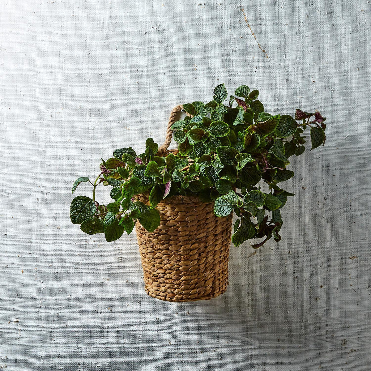 Rice Nut Weave Hanging Storage / Planter Basket