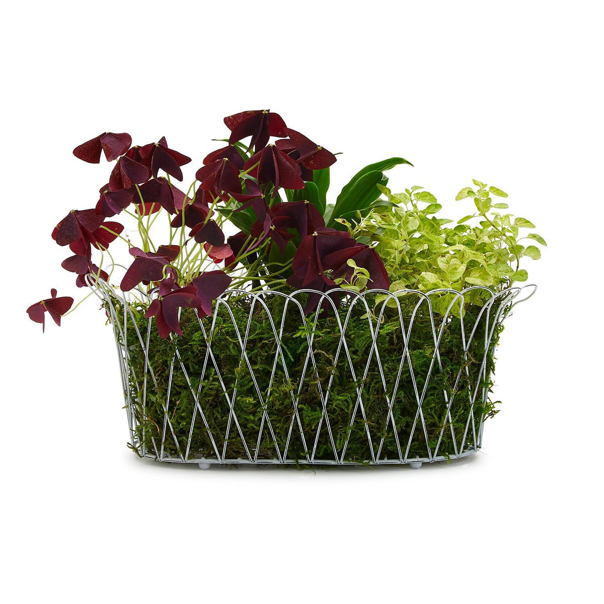 French Wireworks Alfabia Double Planter Basket with Antique White Finish