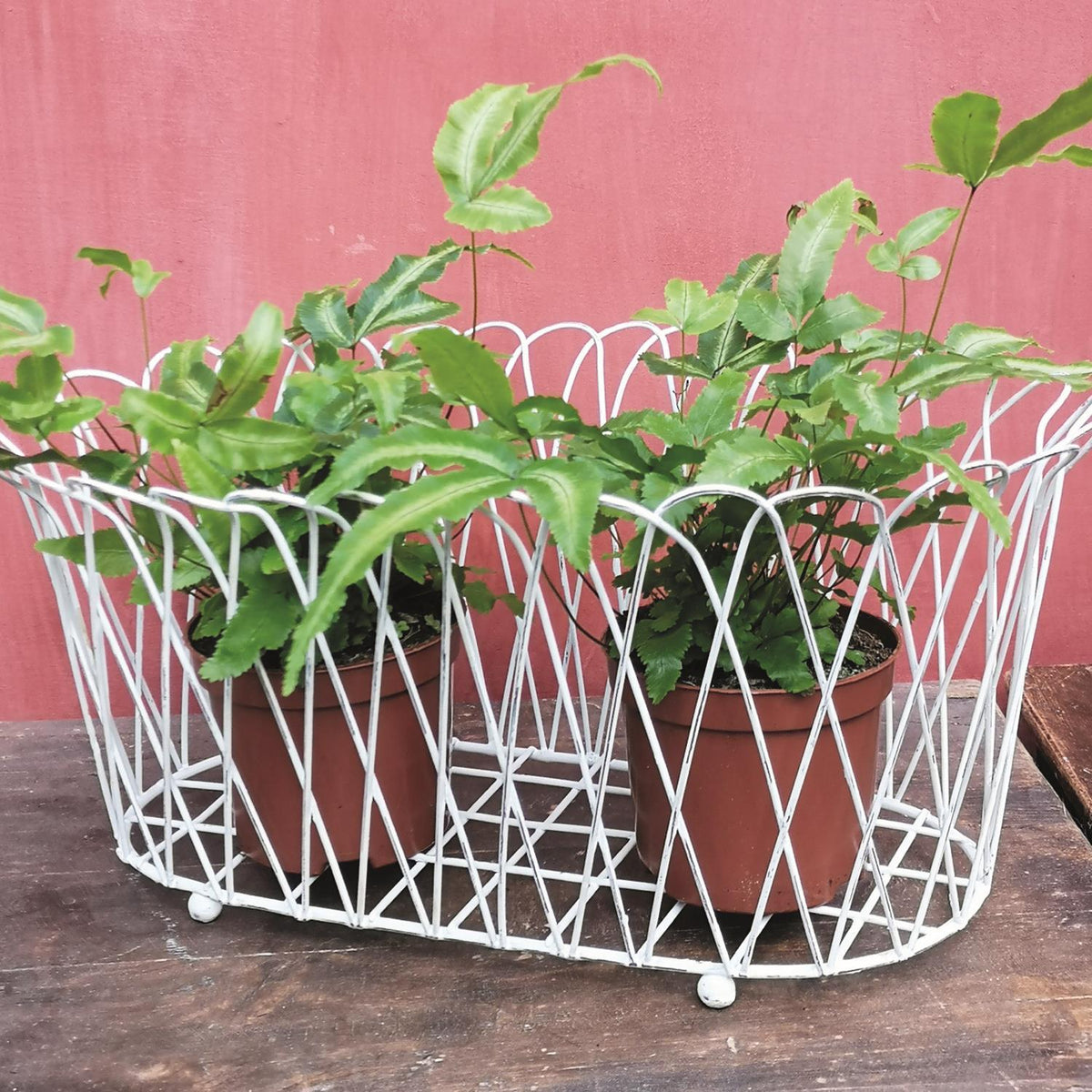 French Wireworks Alfabia Double Planter Basket with Antique White Finish