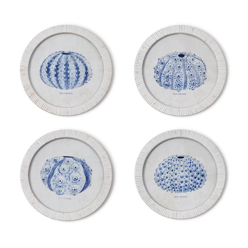 Sea Urchin Framed Prints, Set of 4