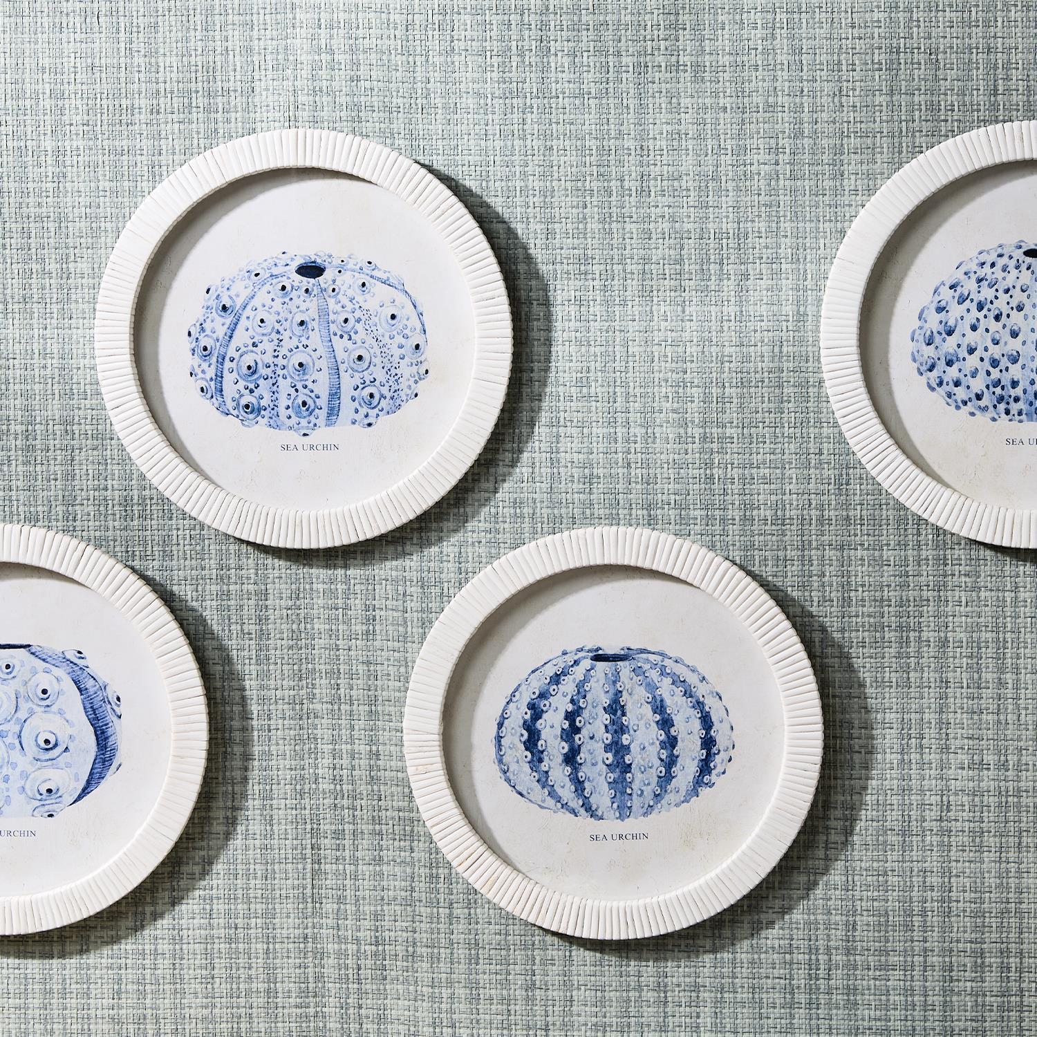 Sea Urchin Framed Prints, Set of 4