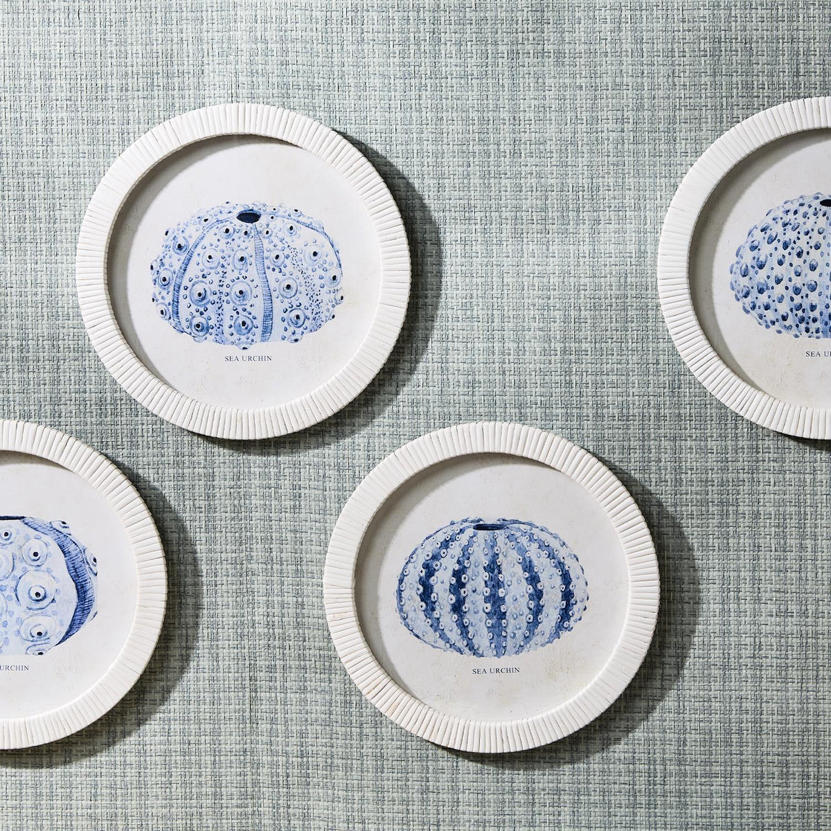 Sea Urchin Framed Prints, Set of 4