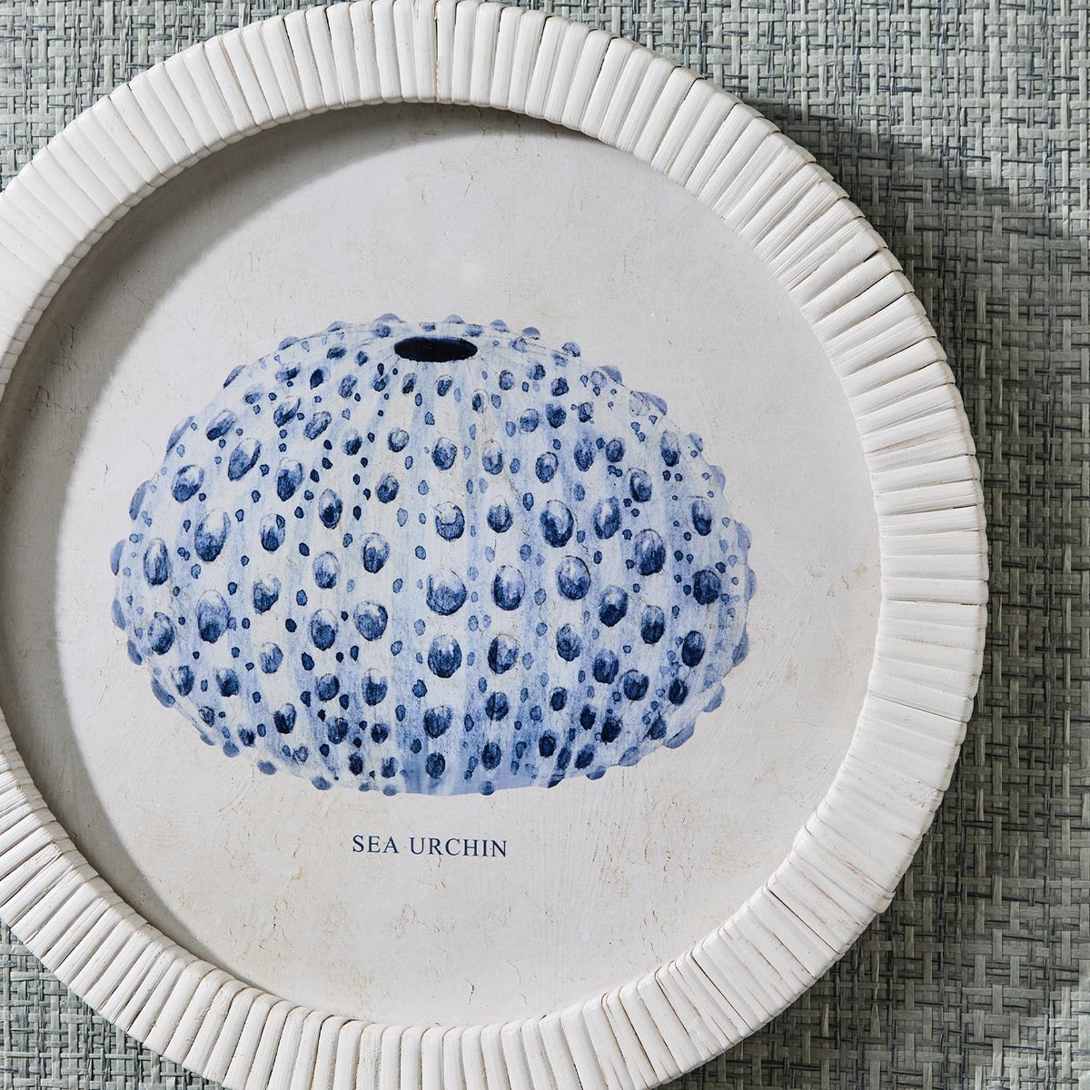 Sea Urchin Framed Prints, Set of 4