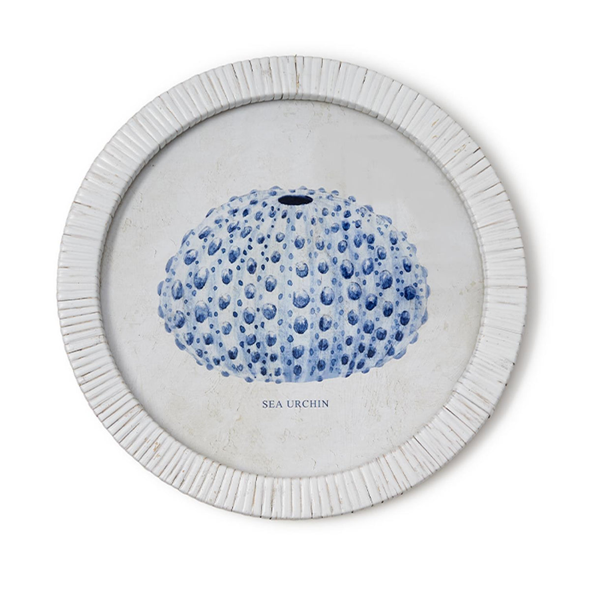 Sea Urchin Framed Prints, Set of 4