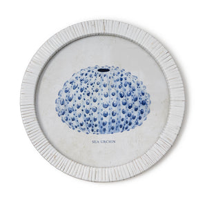 Sea Urchin Framed Prints, Set of 4