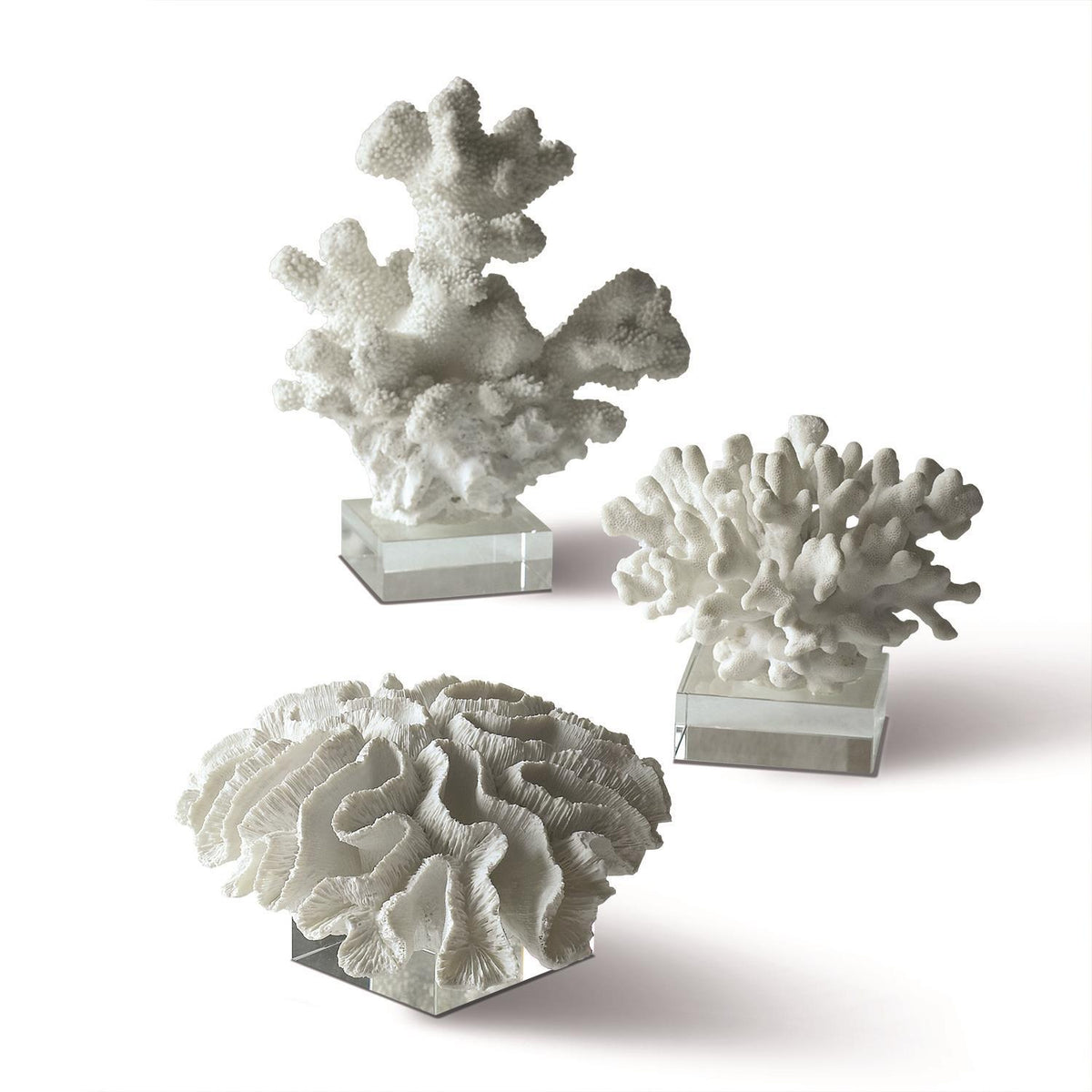 White Coral Sculptures on Glass Stand, Set of 3