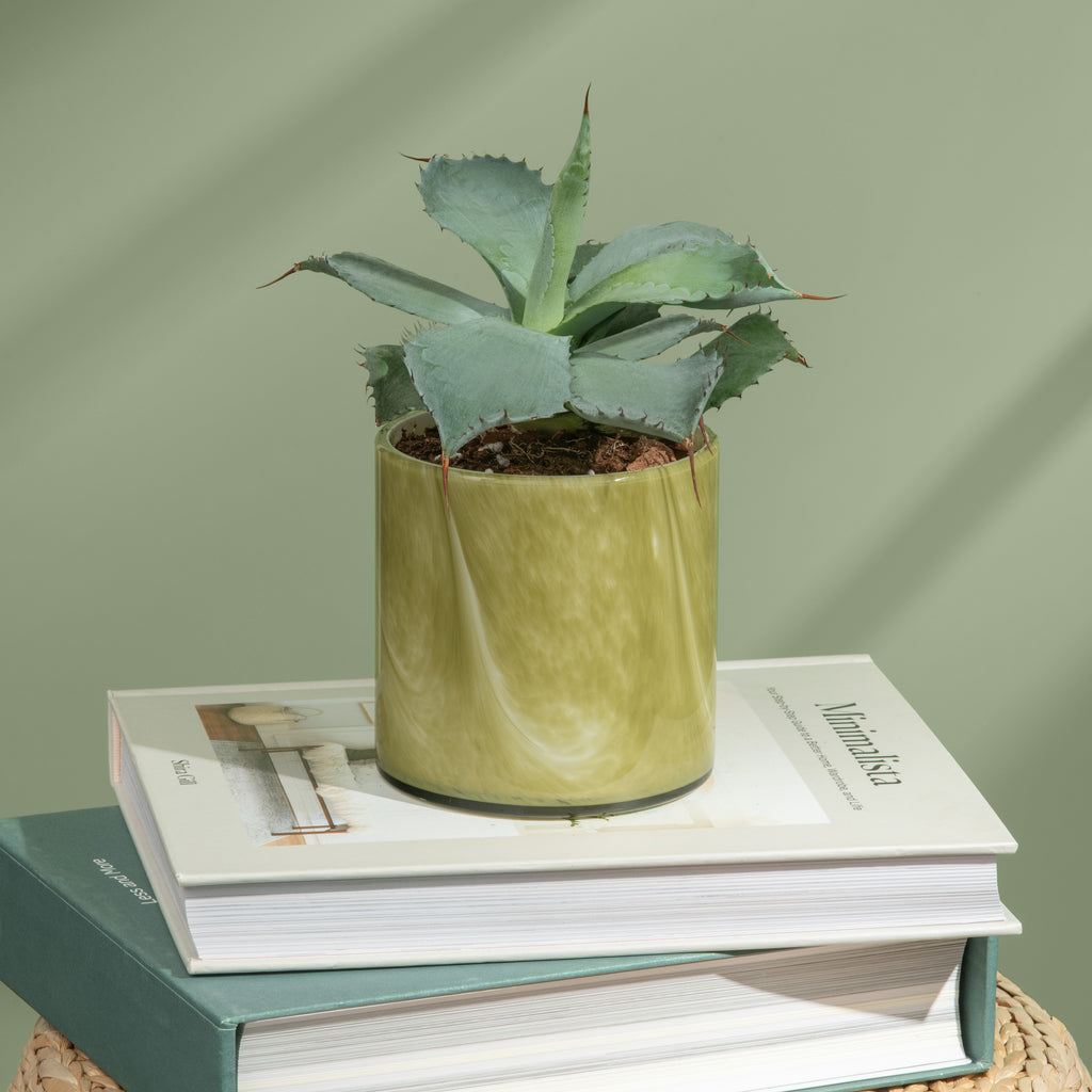 Andean Myrtle Signature Candle