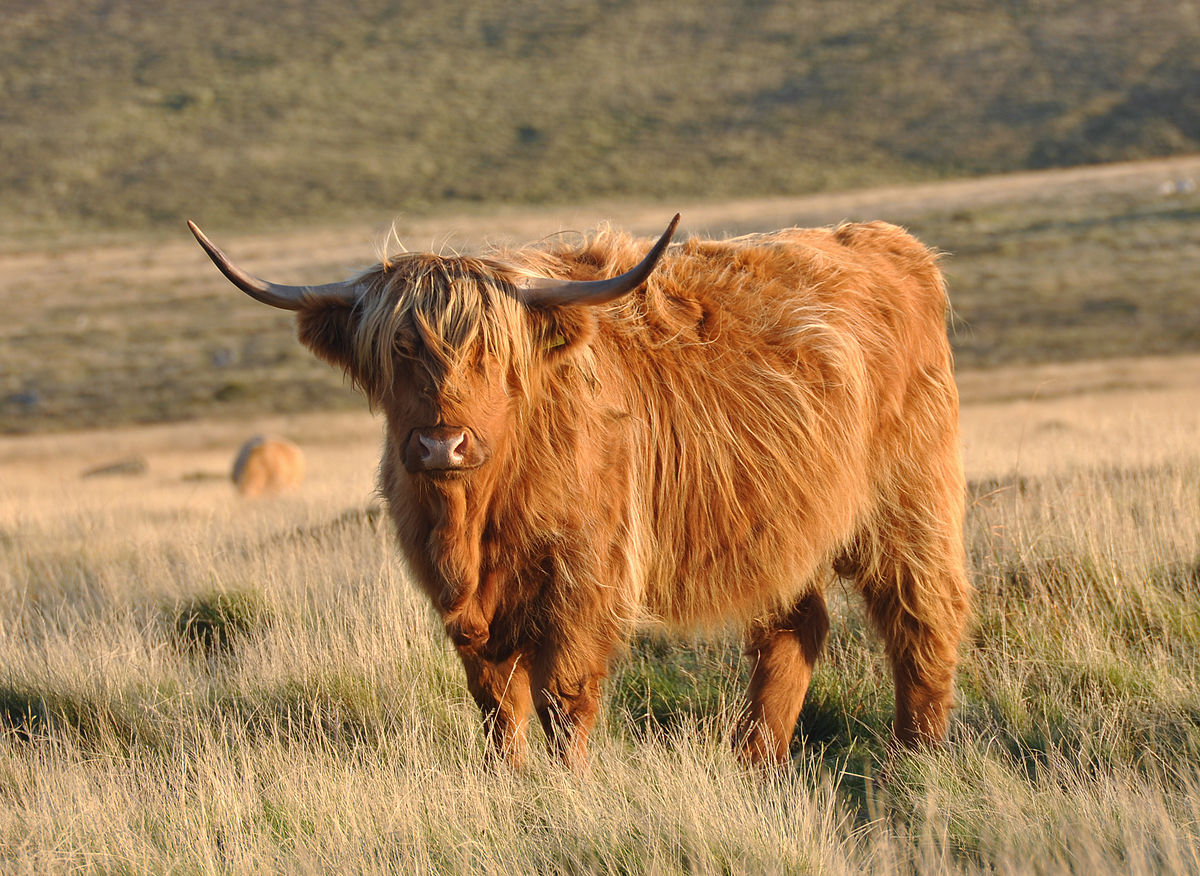 1/2 Cow