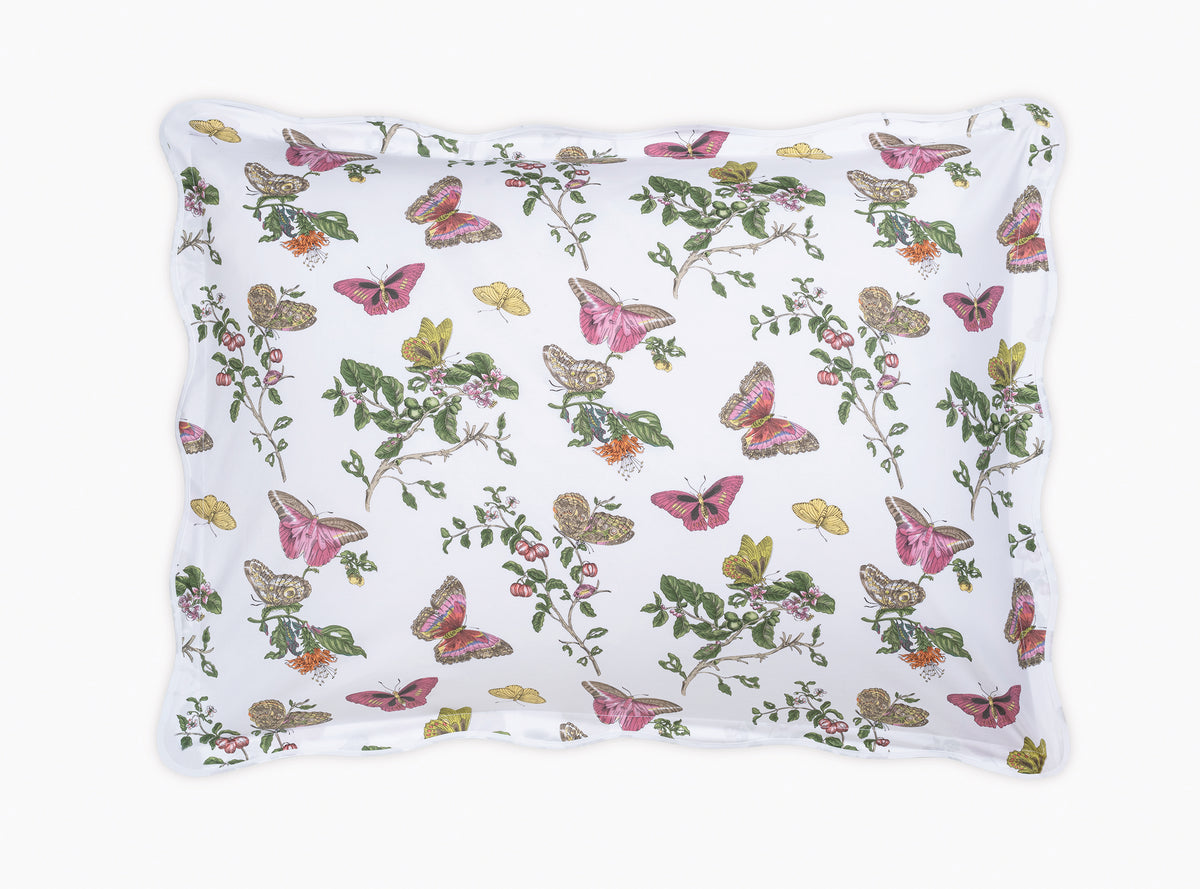 The Baudin Butterfly Collection