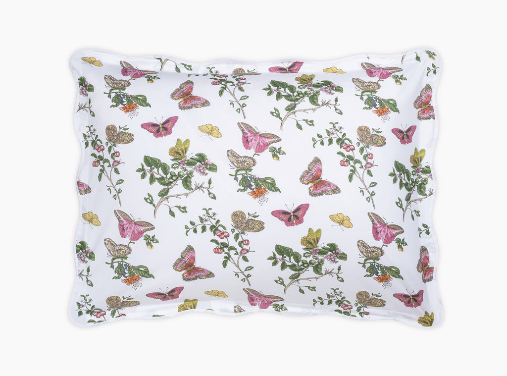 The Baudin Butterfly Collection