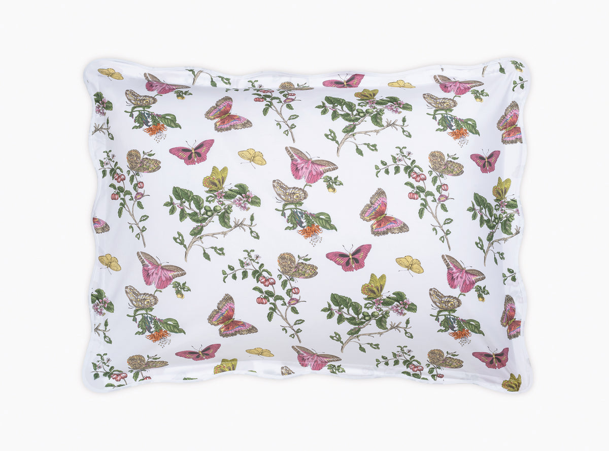 The Baudin Butterfly Collection