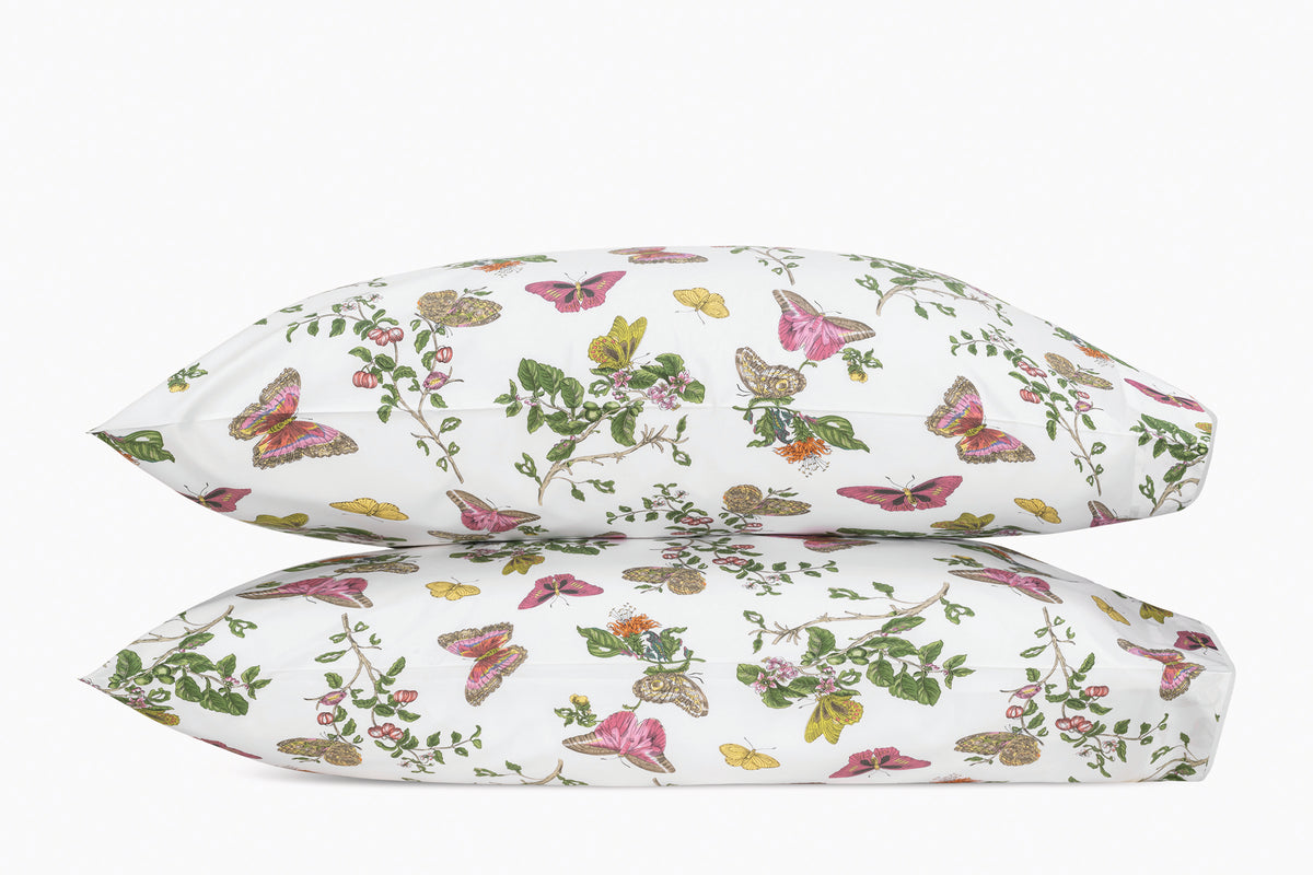 The Baudin Butterfly Collection