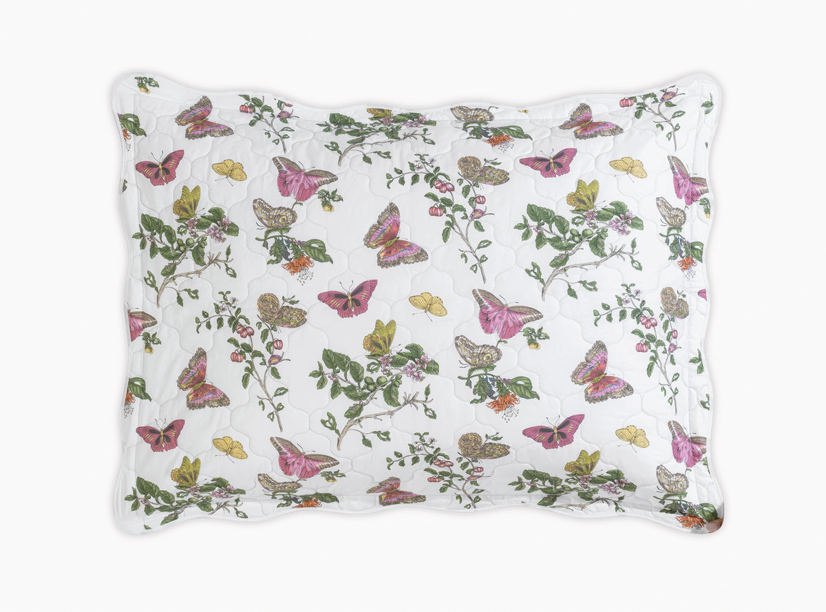 The Baudin Butterfly Collection