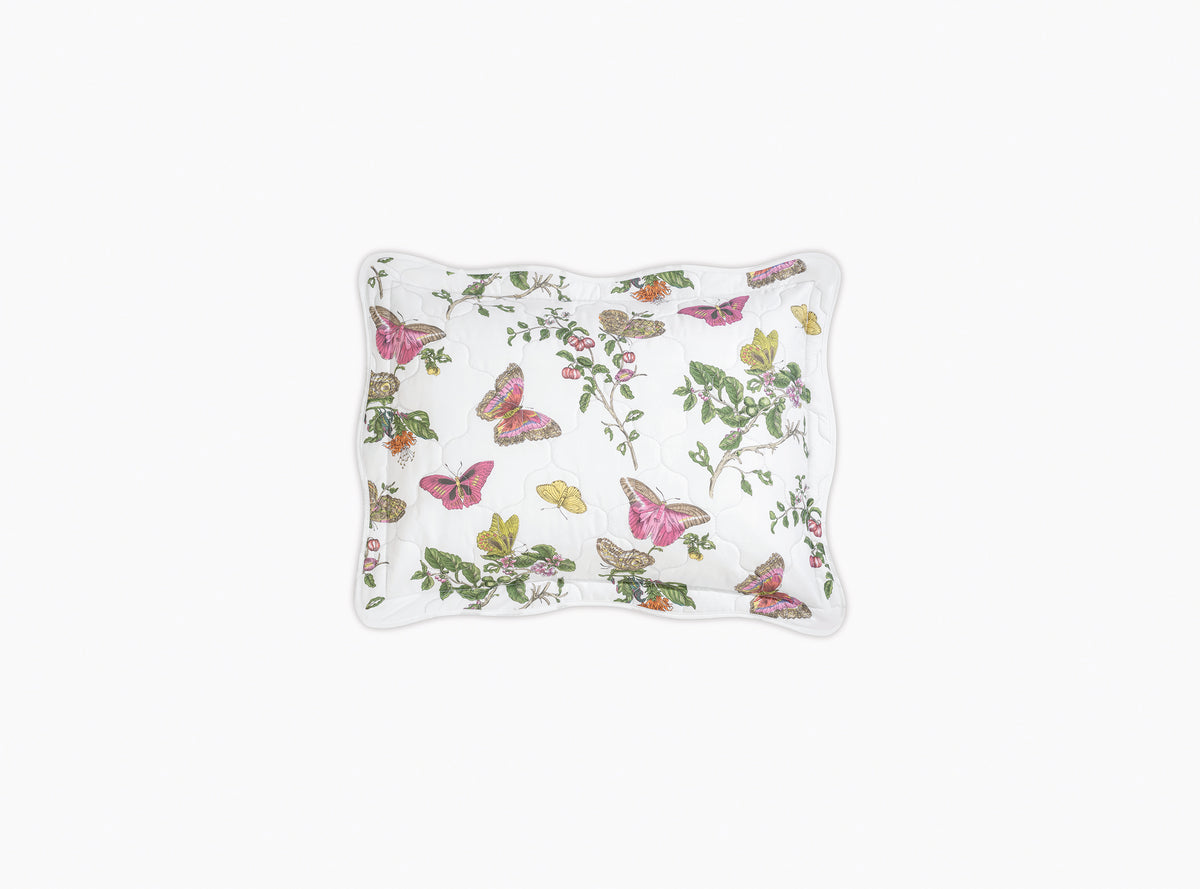 The Baudin Butterfly Collection