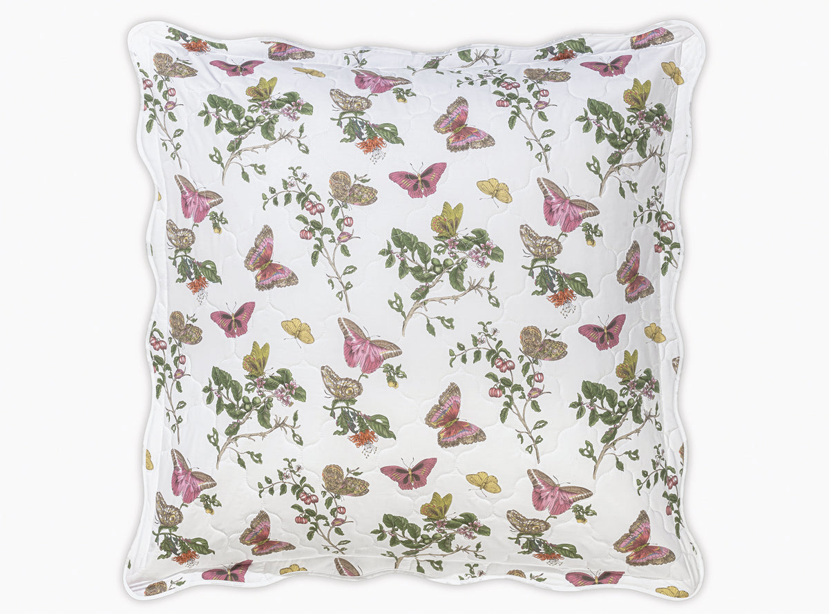 The Baudin Butterfly Collection