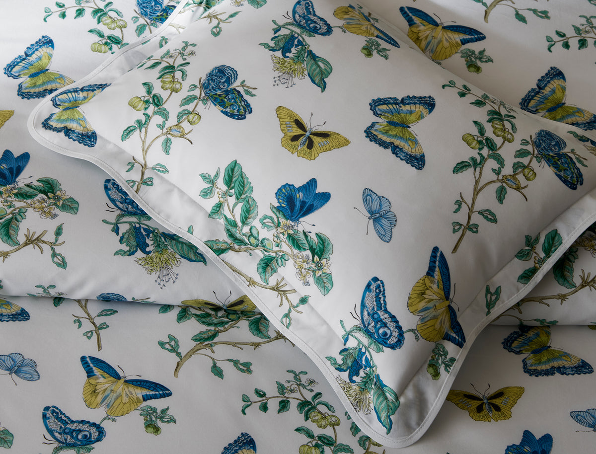 The Baudin Butterfly Collection