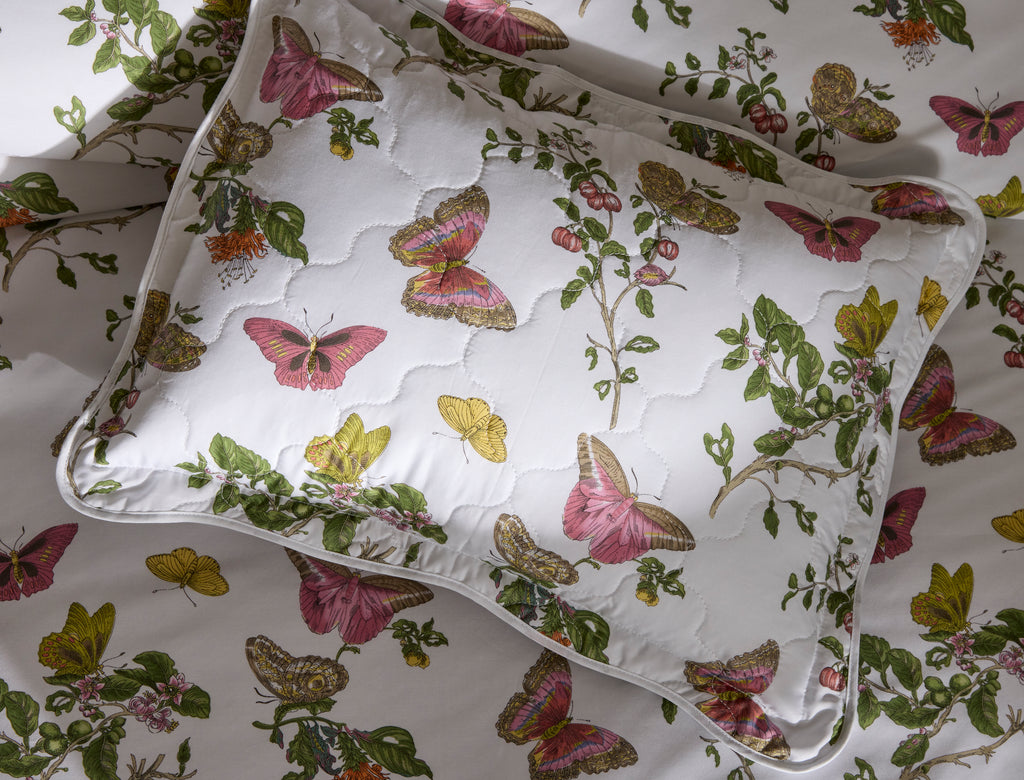 The Baudin Butterfly Collection