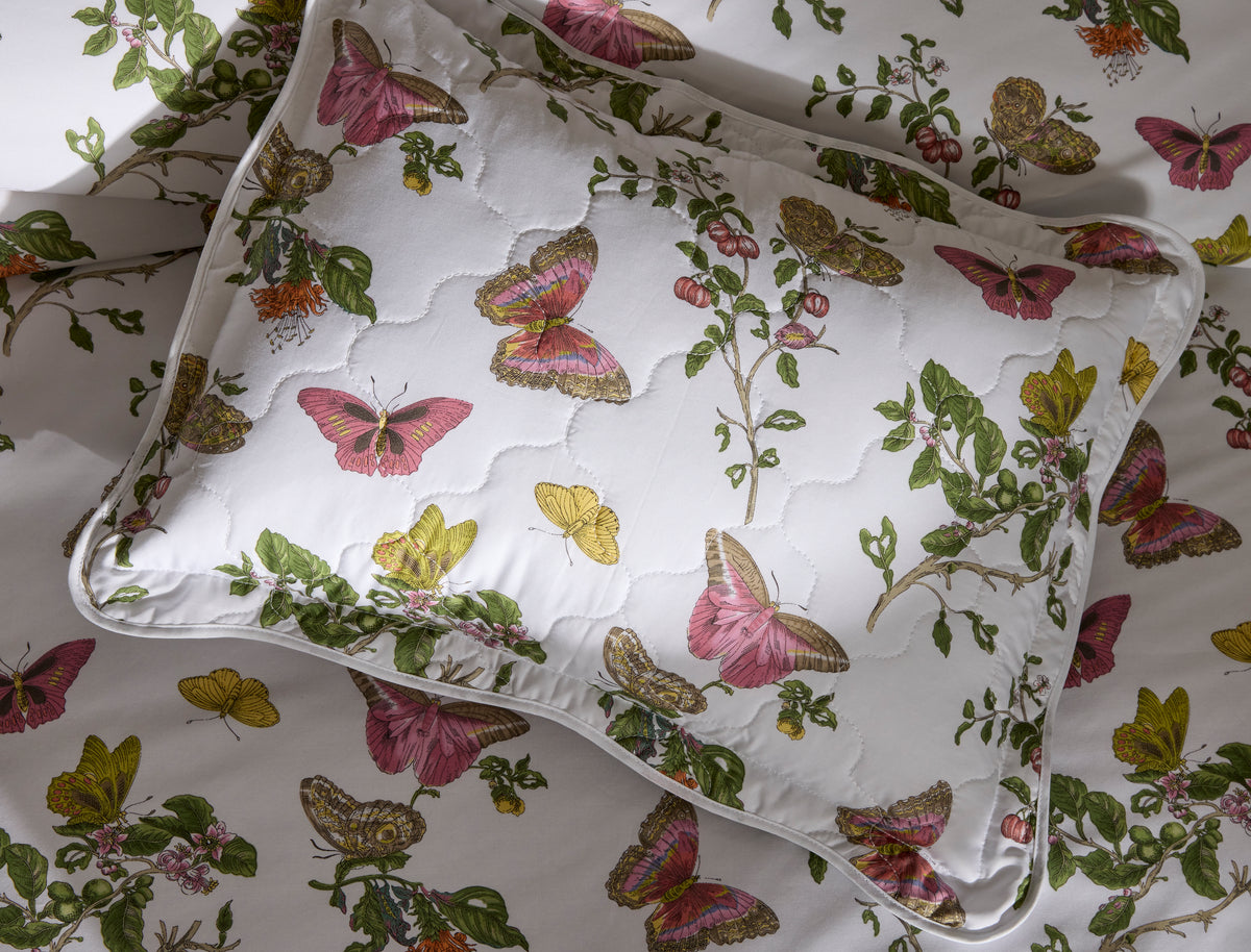 The Baudin Butterfly Collection
