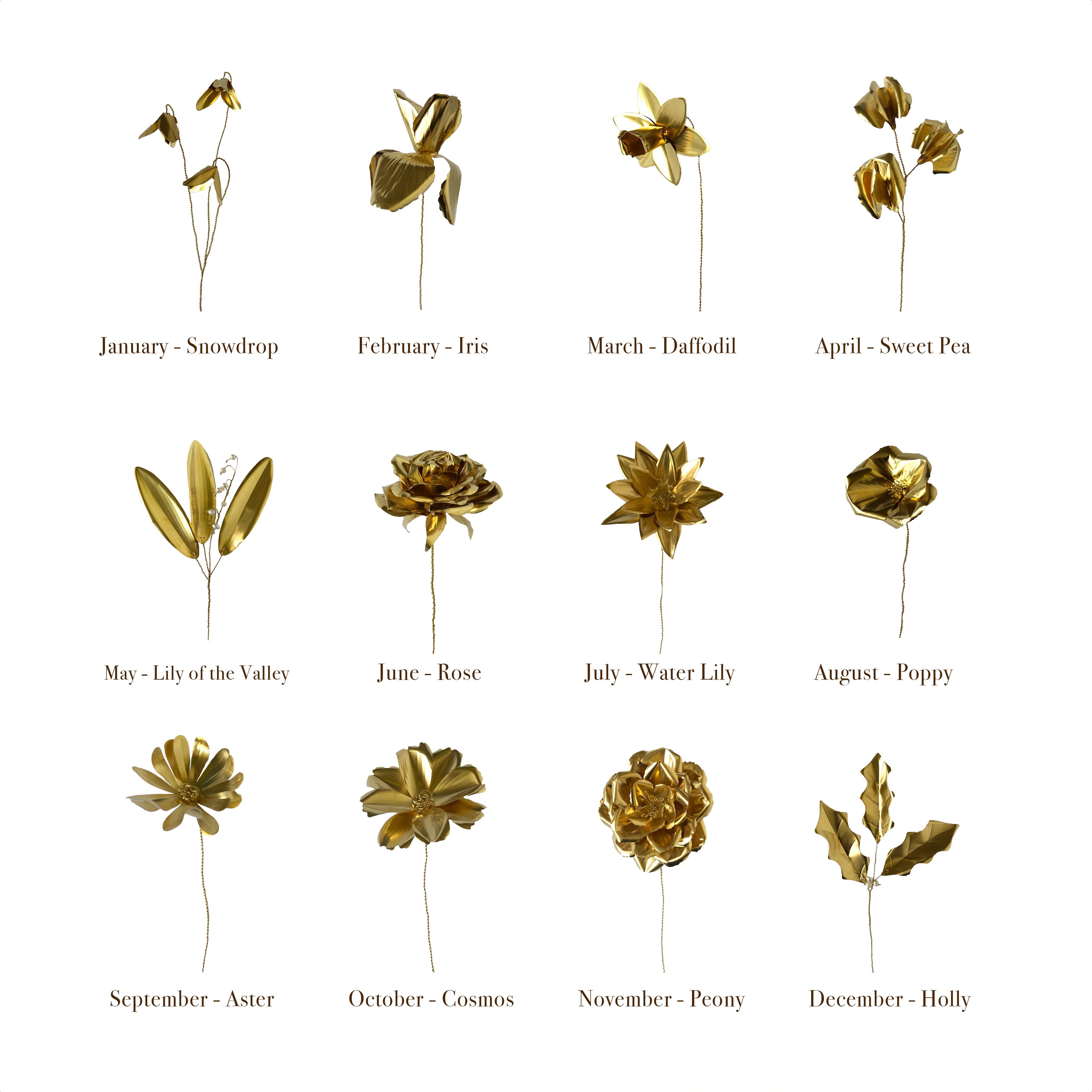 Cosmos Brass Flower