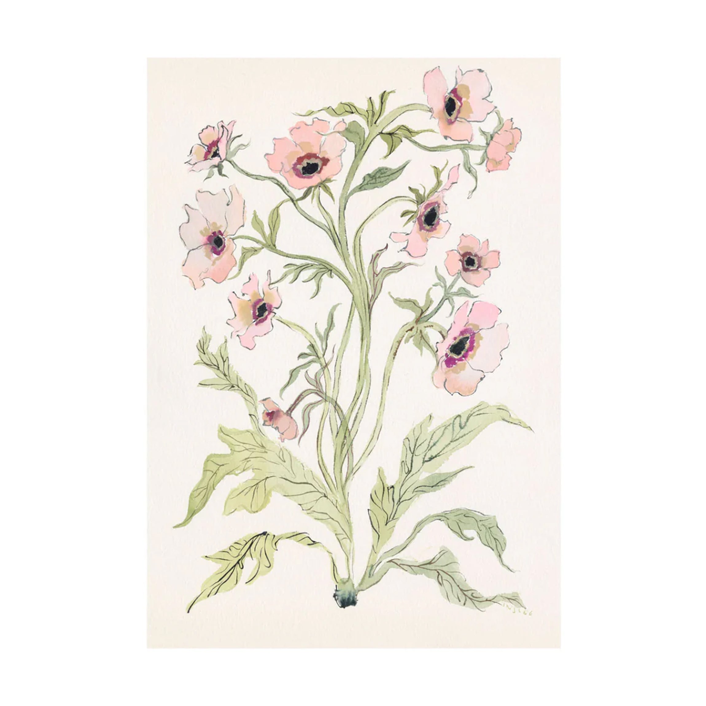 Botanical Print: Slipper & Sage