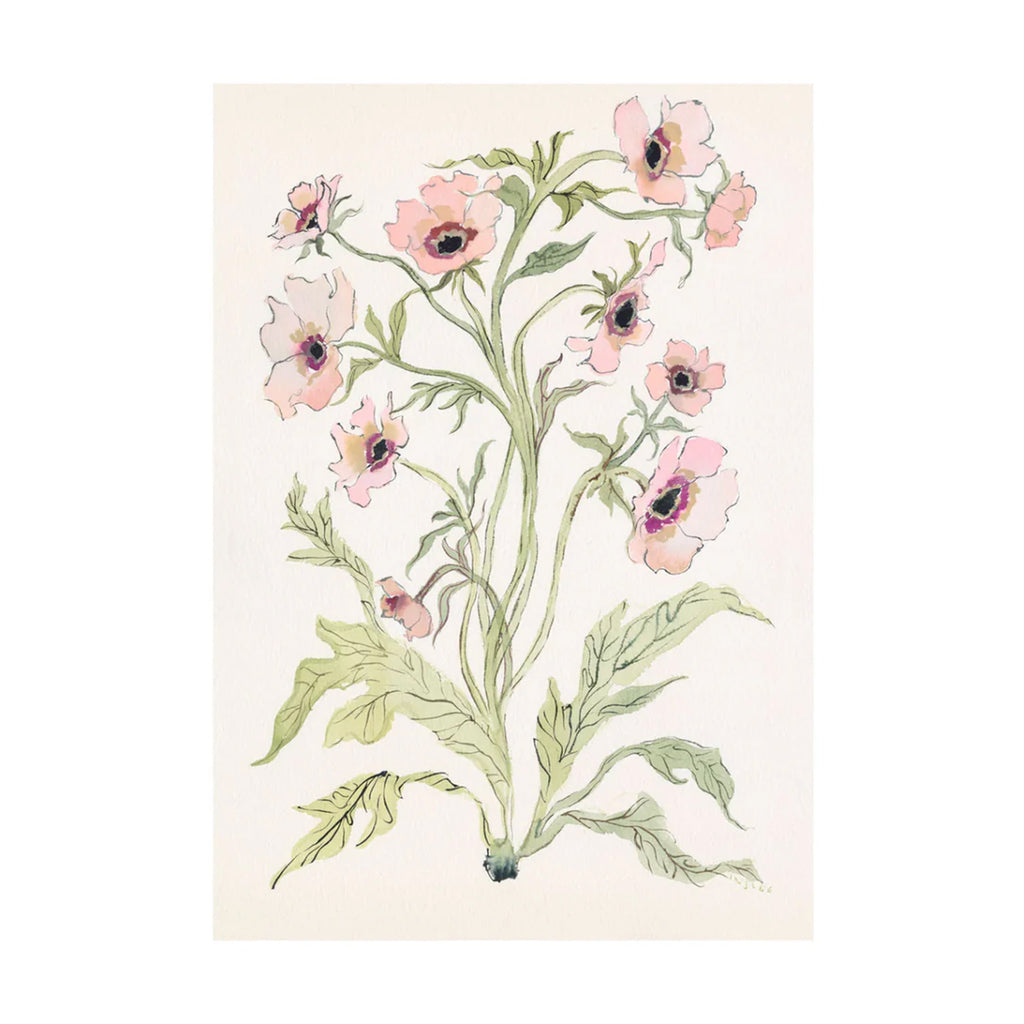 Botanical Print: Slipper & Sage