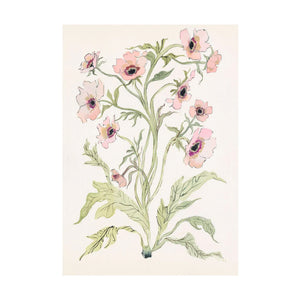 Botanical Print: Slipper & Sage