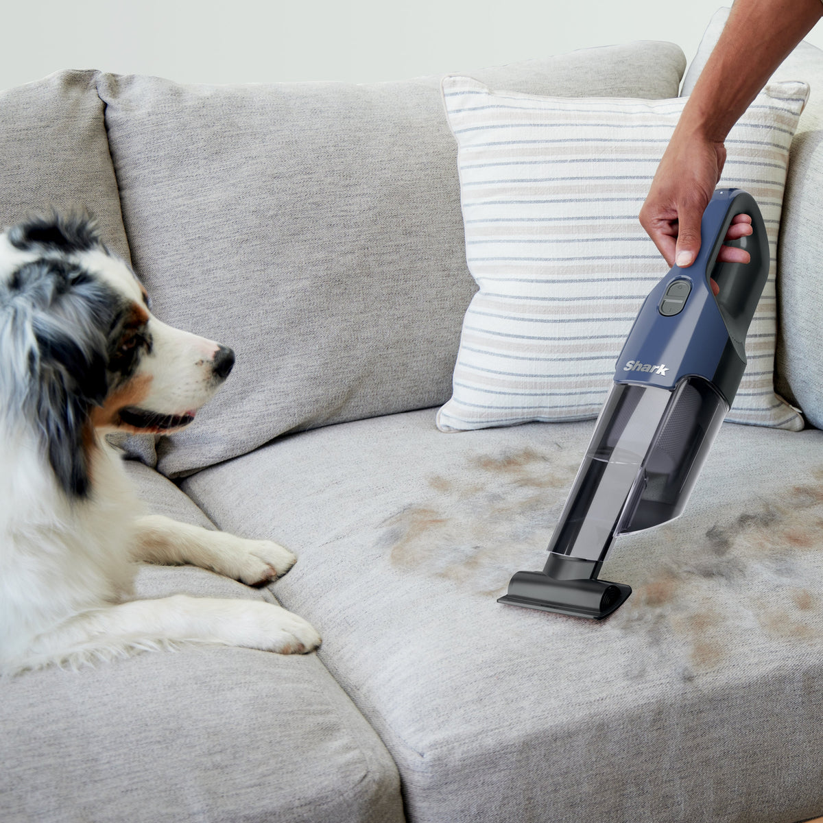 Handheld Shark Cyclone PET vacuum cleaning pet hair from a gray couch while a dog watches