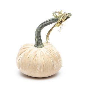 Cream Silk Velvet Pumpkin