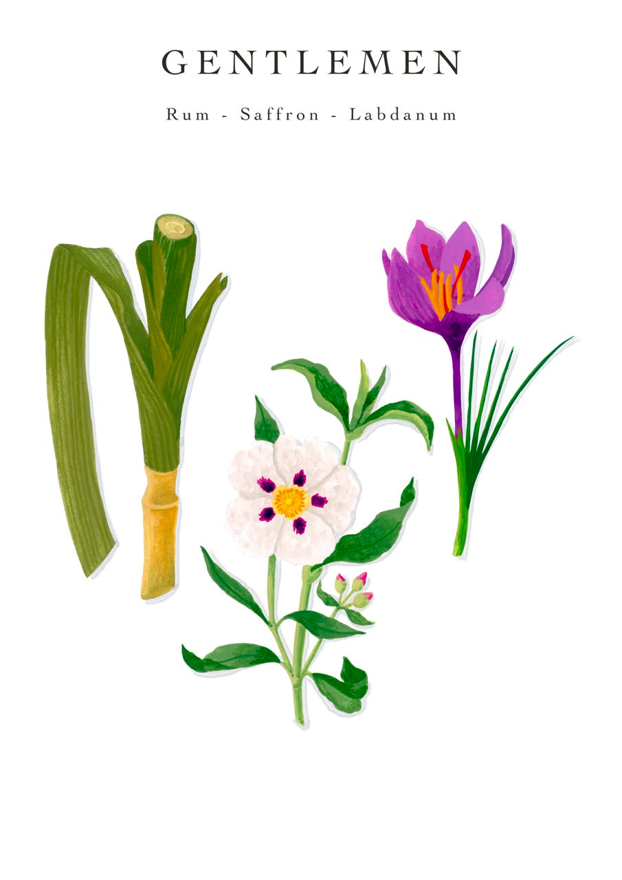 My First Baobab Gentlemen Candle Max08