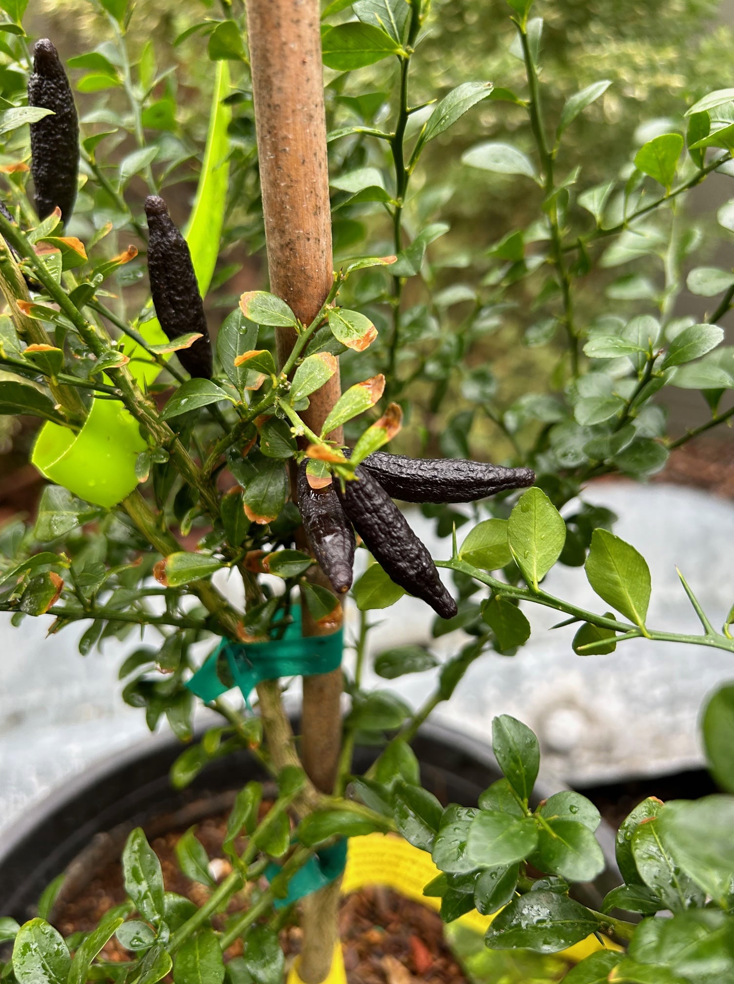 Australian Finger Lime, dwarf