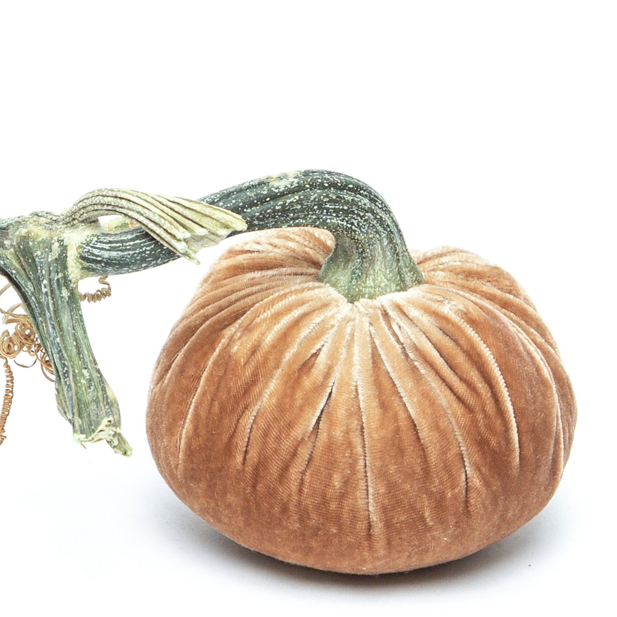 Latte Silk Velvet Pumpkin