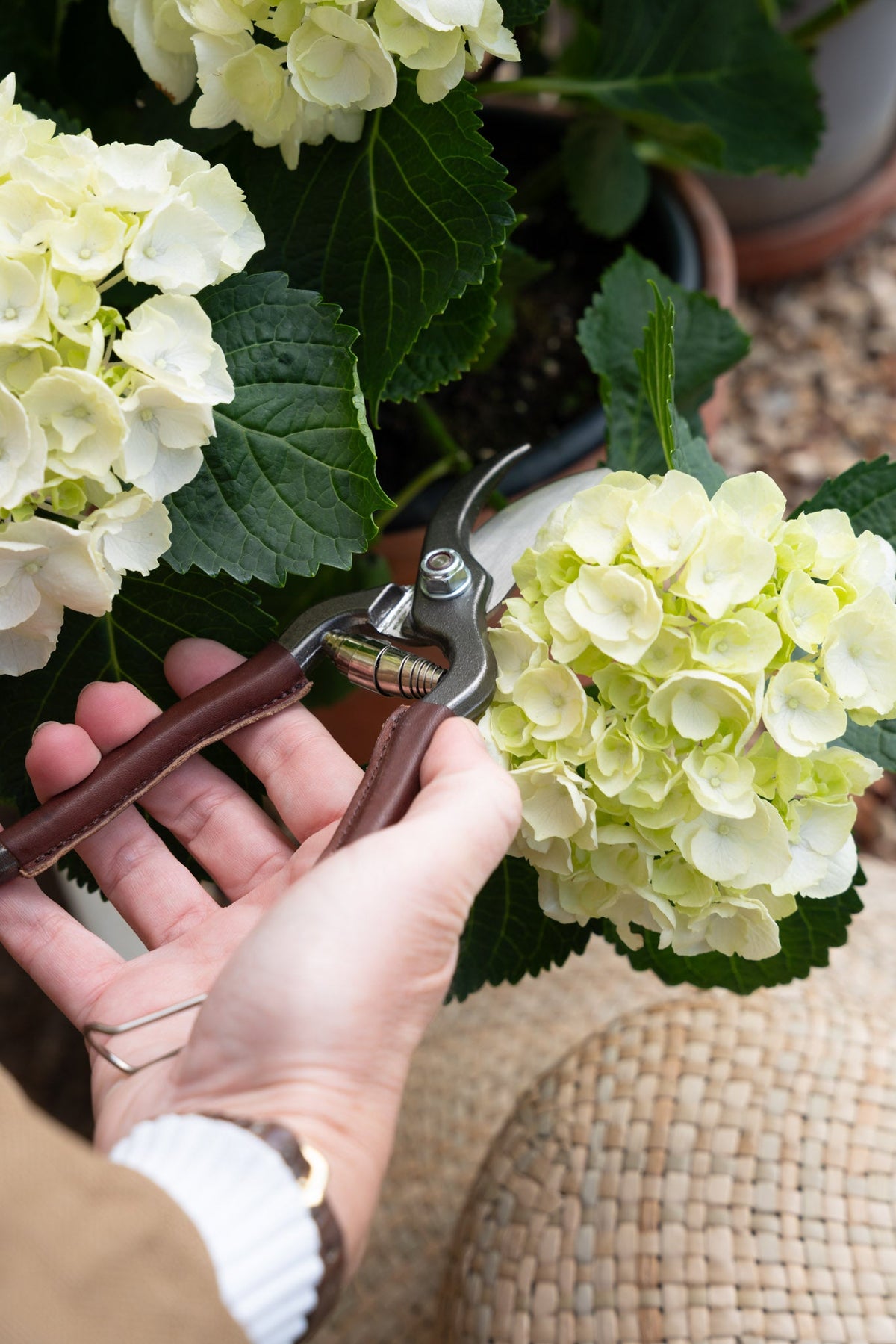 Le Potager du Roi French Sécateurs & Leather Sheath