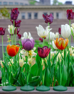 all-groups Tulip Candle Holder